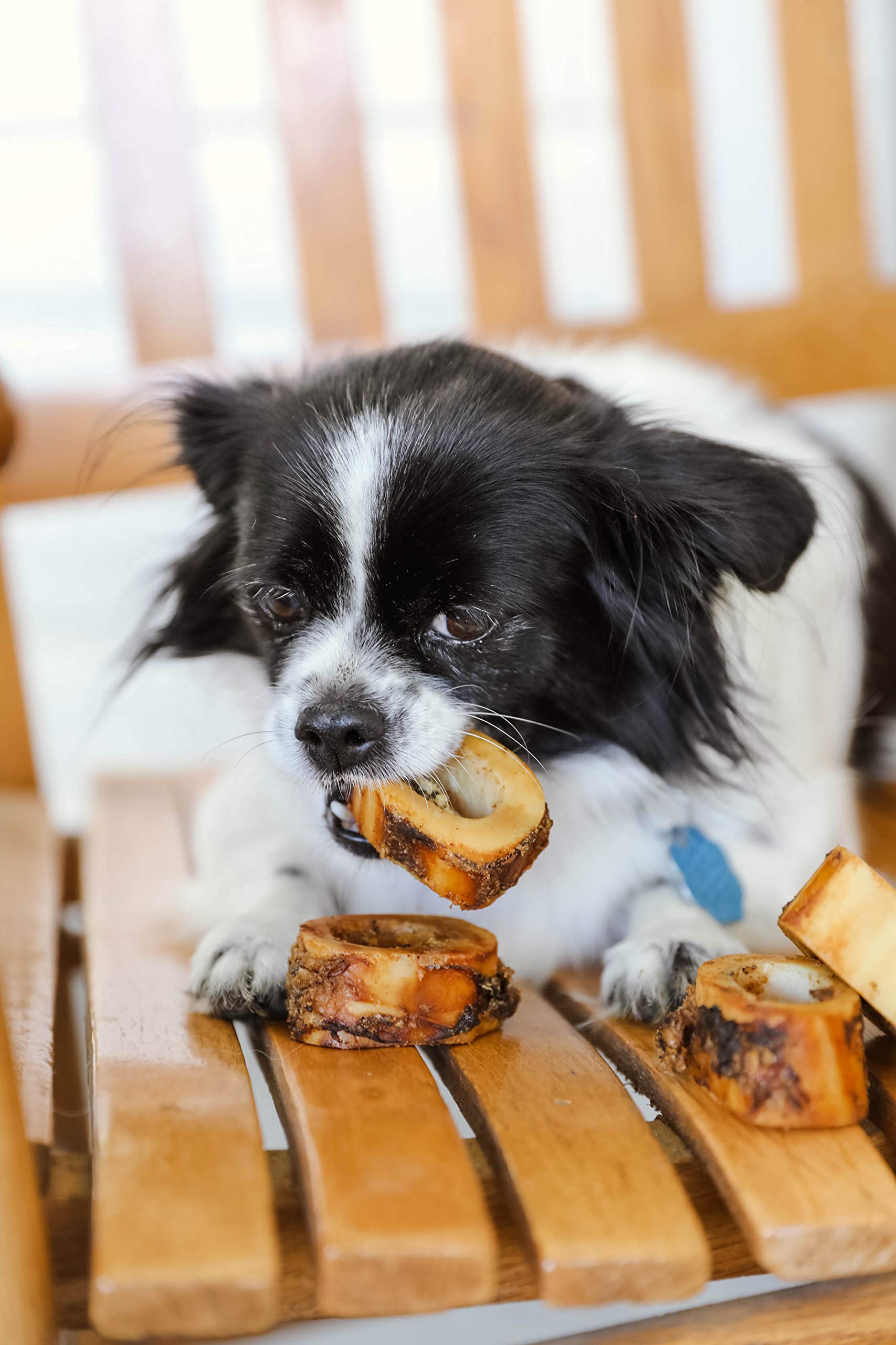 Can Border Collie Eat Pork Rib Bone