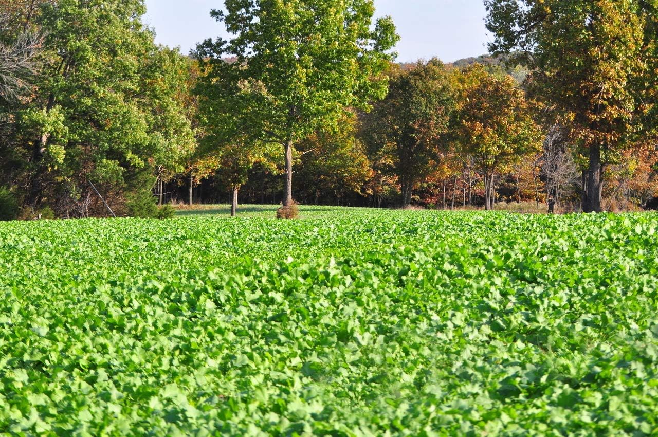 Best Food Plots For Whitetail Deer For Every Need On