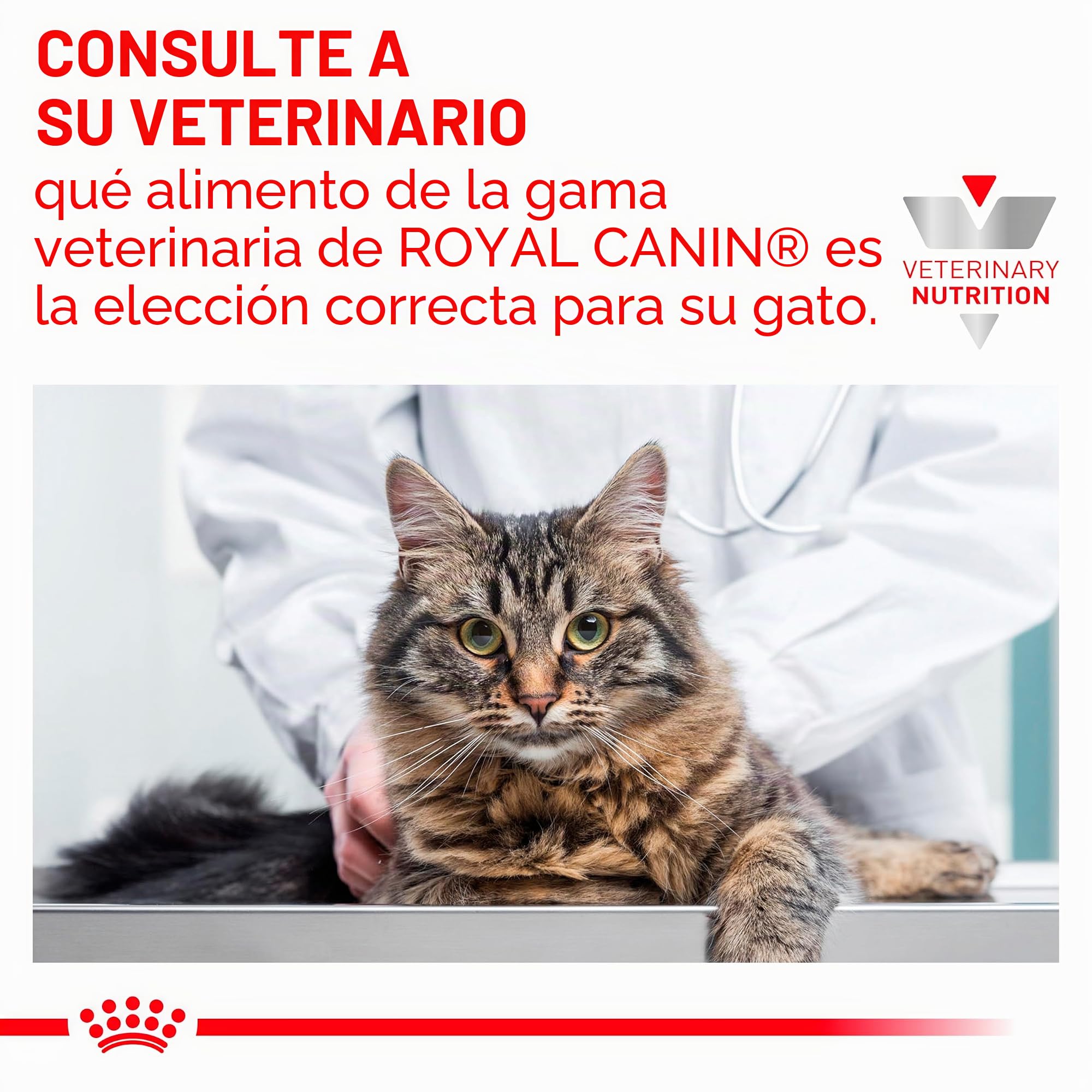 Royal Canin Veterinary Gastrointestinal | Paquete de 4 | 4 x 12 x 85 g | Comida húmeda para Gatos Adultos | Trozos Finos en Salsa | para trastornos de absorción intestinal