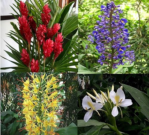 Plantas de jengibre hawaiano Roots rojo, azul, blanco y amarillo Hawaii Tropicals