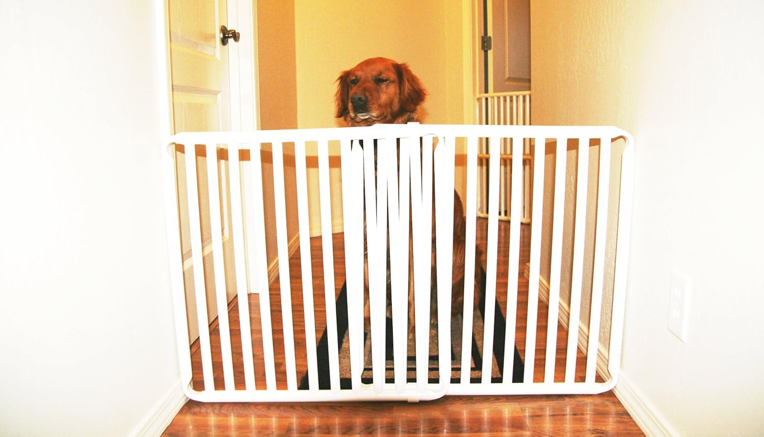 rover pet gate