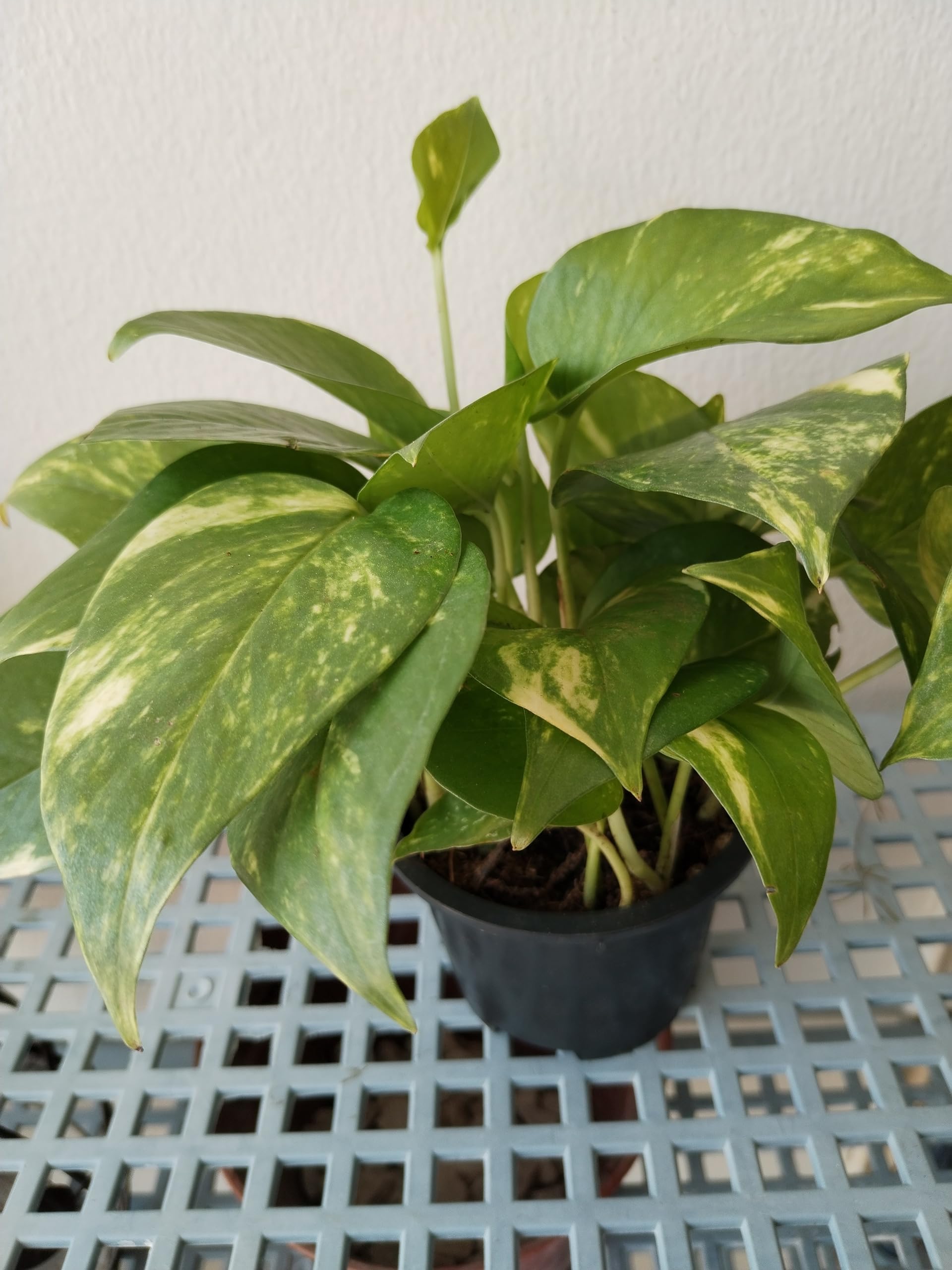 Live Money Plant/Golden Pothos/Epipremnum Aureum