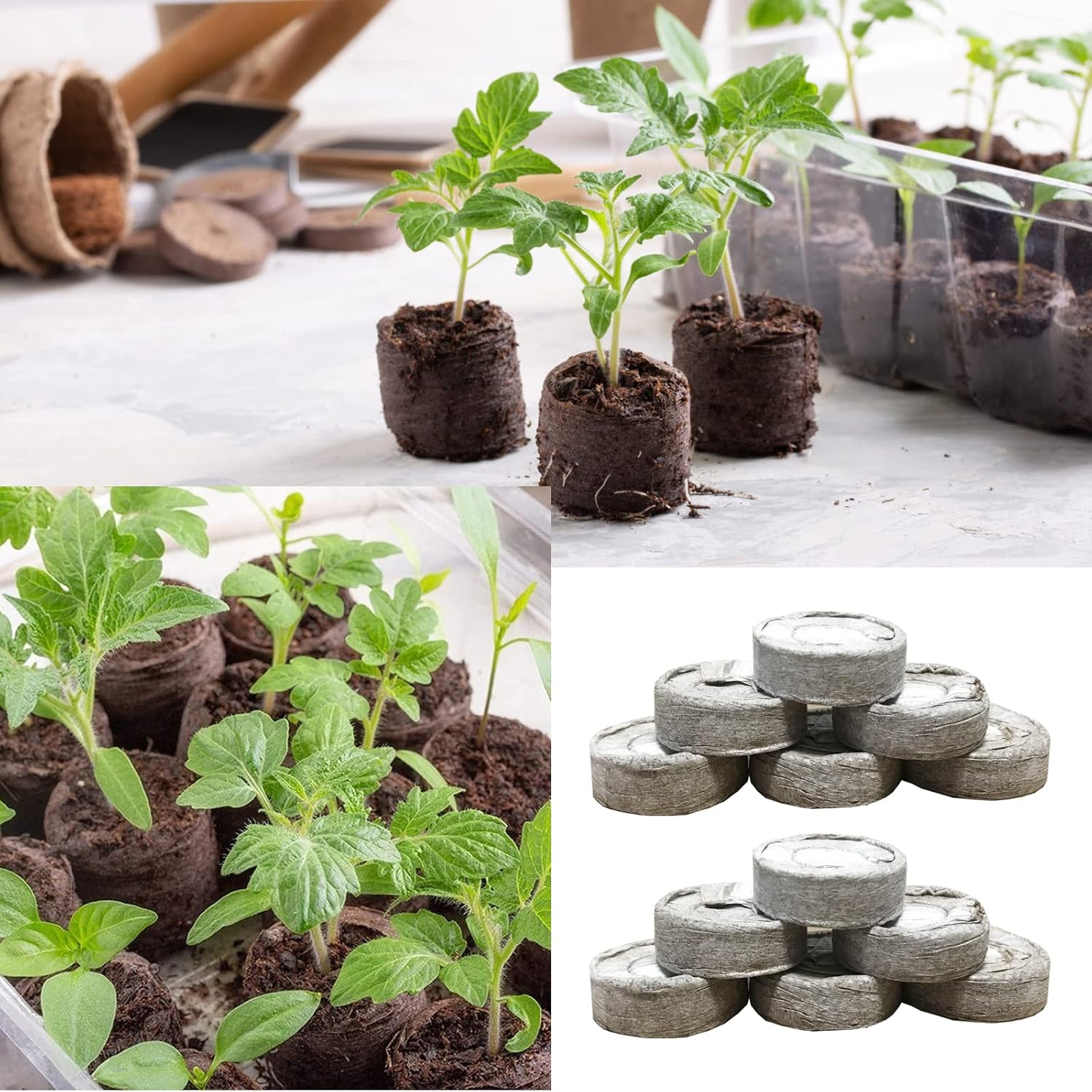 255 Pcs 30mm Peat Pellets Seed Starter Soil,Compressed Seed Starting Soil for Seed Starting of Plants, Fruits, Vegetables, Flowers, Easy Planting and Transplanting for Efficiency (255)