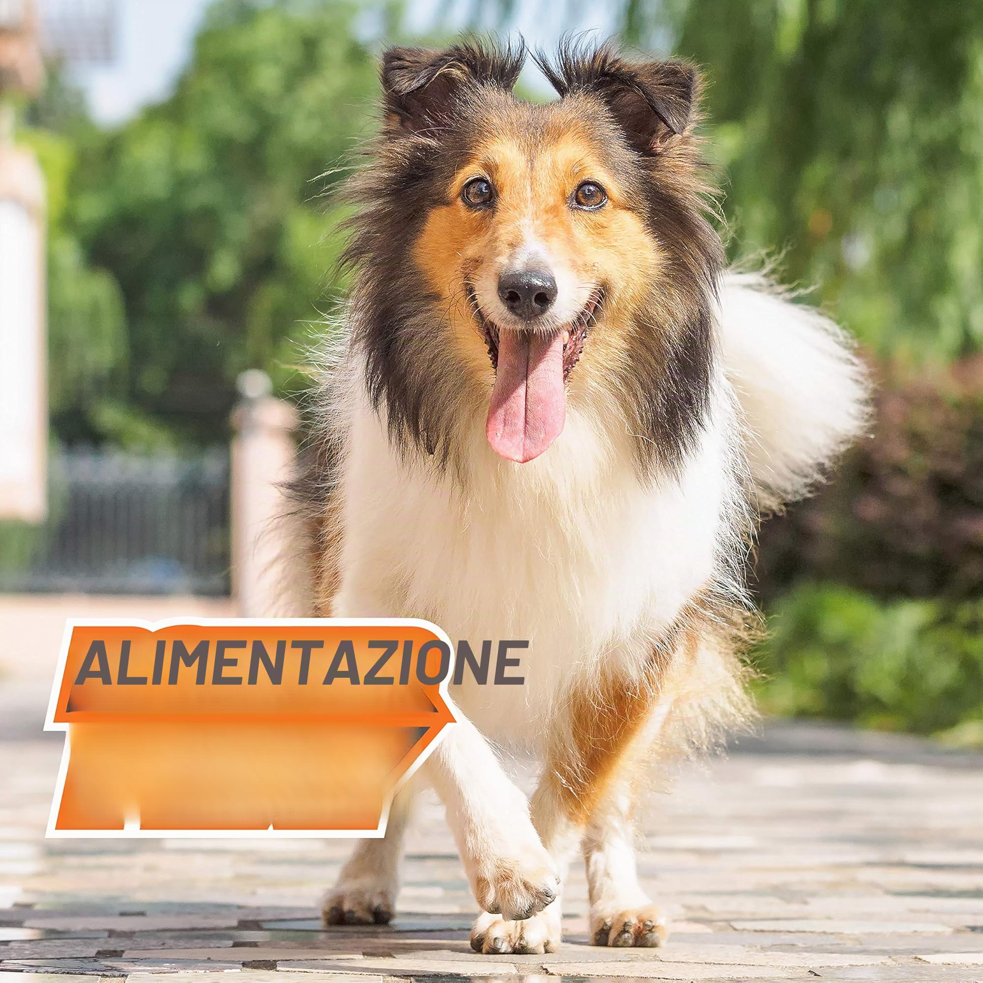 Nylabone Power Play Gripz - Palla da calcio per cani, con design facile da raccogliere, misura media, 14 cm