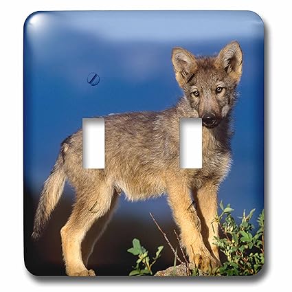3dRose LSP_259647_2 Gray Wolf pup, Canis Lupus, explores Outside its den, Montana Toggle Switch