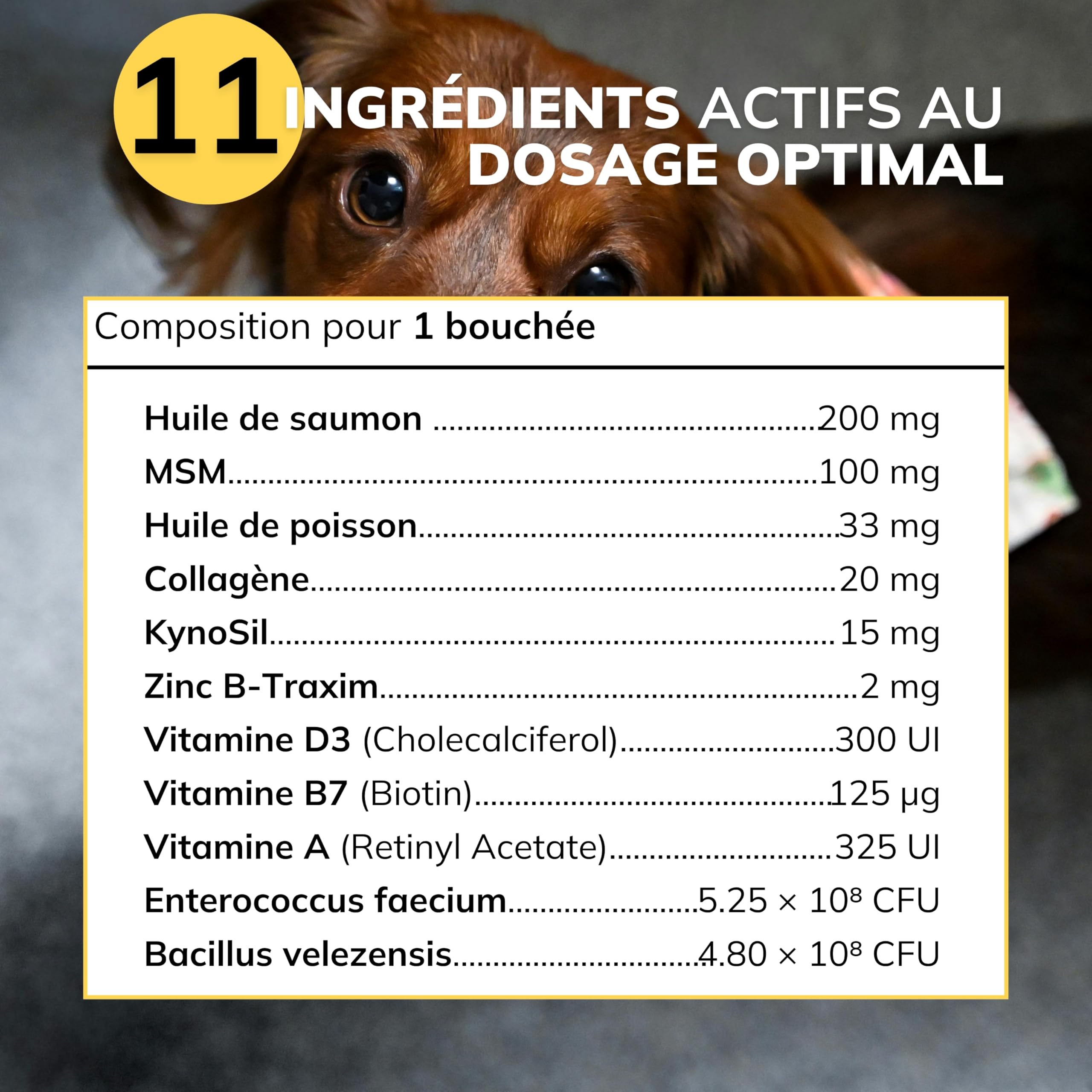 Démangeaisons Chien | KynoSil® Silicium & Collagène | Oméga-3, Probiotiques, Biotine & Zinc | Complément Peau & Pelage | 60 bouchées | Formule Vétérinaire Française