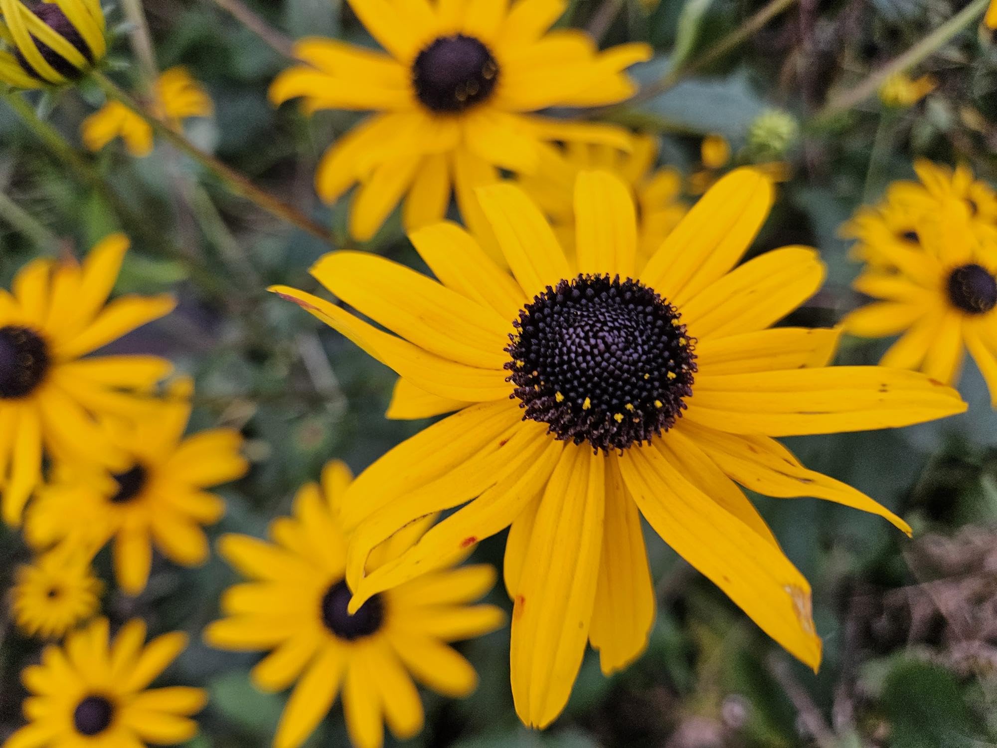 Rudbeckia Goldsturm Perenni, da Giardino, Giallo Oro, Set 12, Vaso Ø 9 cm
