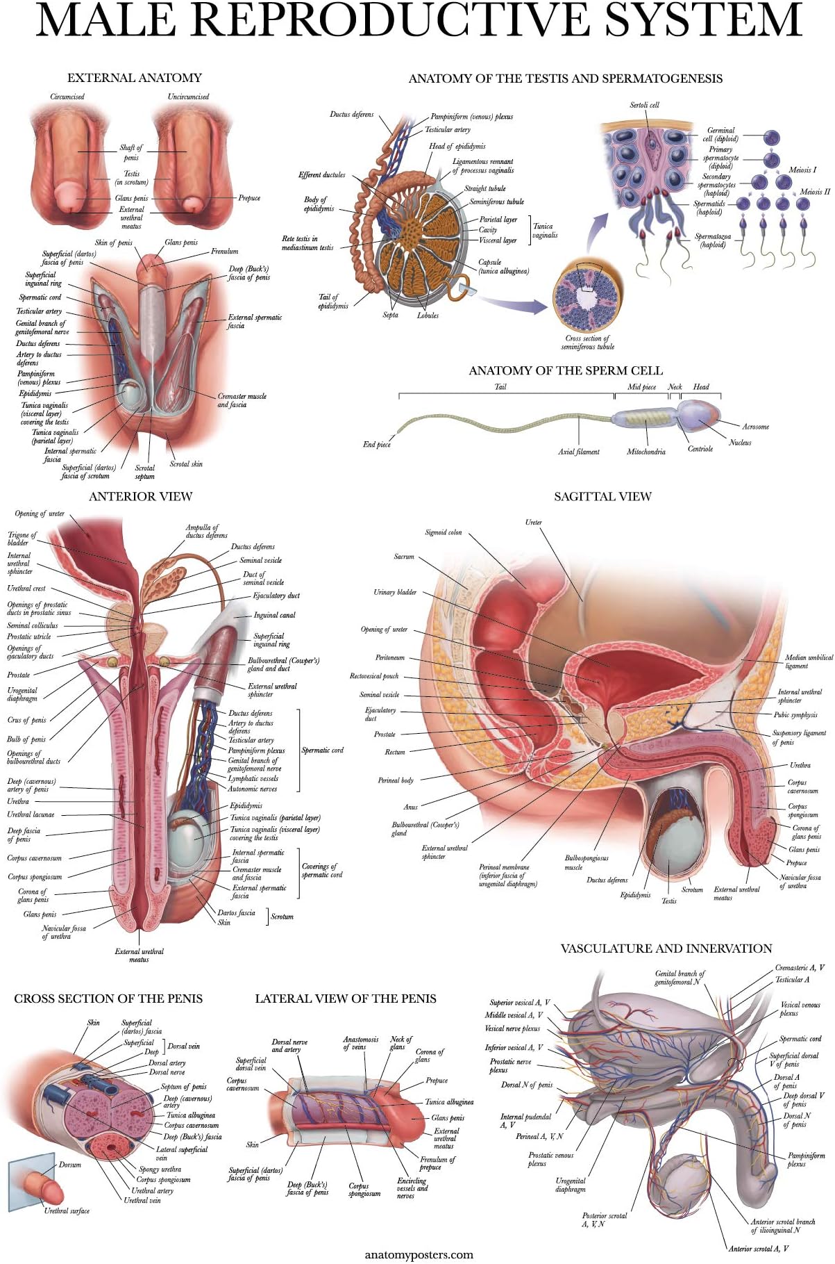 Palace Learning Laminated Male Reproductive System Anatomical Chart - Male Anatomy Poster - 18" x 24"