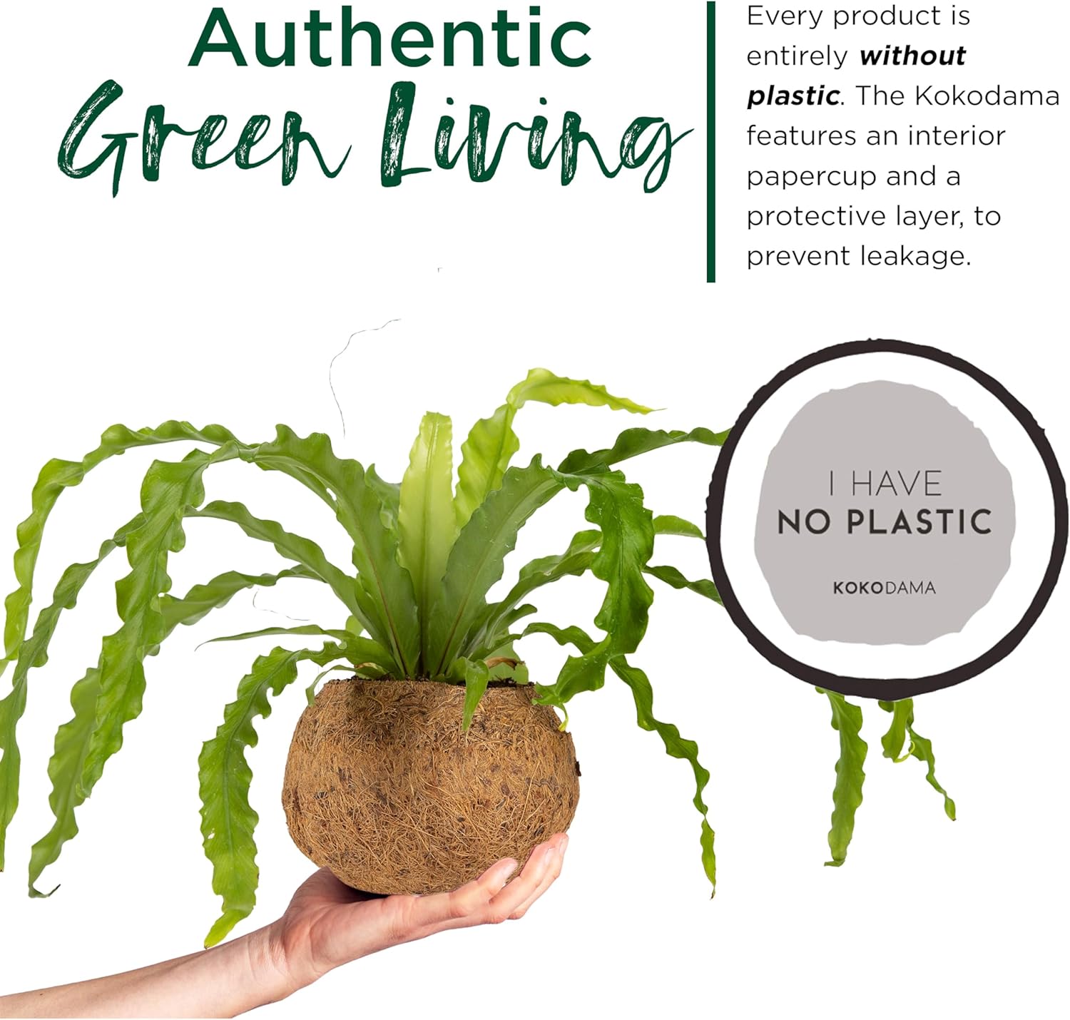 Better-GRO 17” Hanging Kokodama with Birds Nest Fern - Biodegradable, Natural Planter for Indoor/Outdoor Spaces, Sustainable Home Decor Accent
