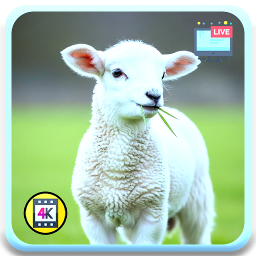 Prevención de rabietas infantiles y descanso posparto, Highland Grazing Sheep Animals TV - Imágenes de pastizales en cámara lenta + Temporizador de sueño con audio de vientos distantes del valle