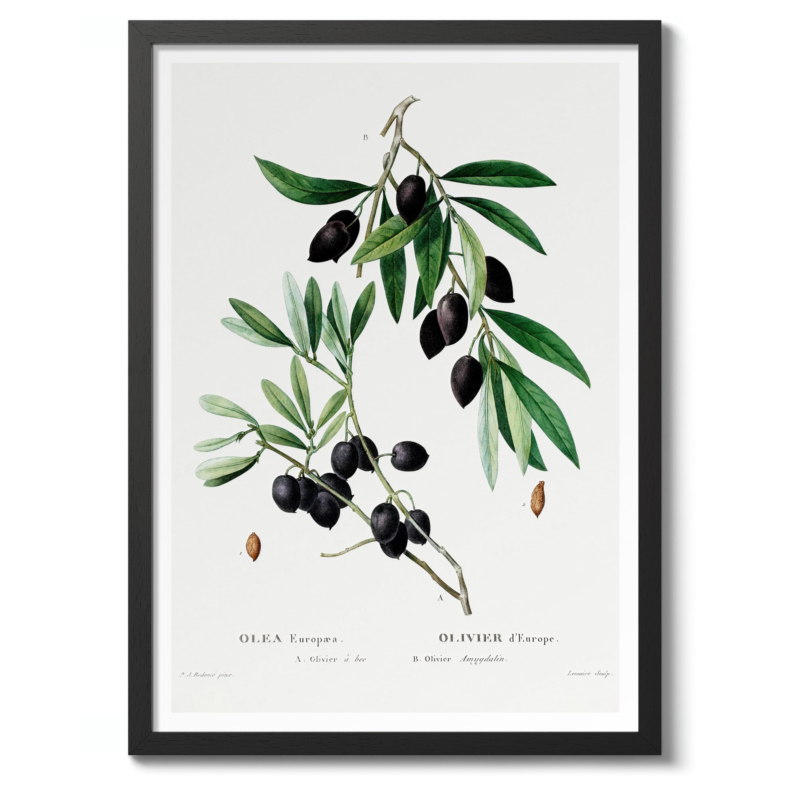 Olive Branch Pierre Joseph Redoute Poster, Vintage Botanical Prints, Encyclopedia Retro Illustration Wall Art Plants Pictures, Bedroom Home Decor, A2 (Black Frame) - 62.5x45.1cm