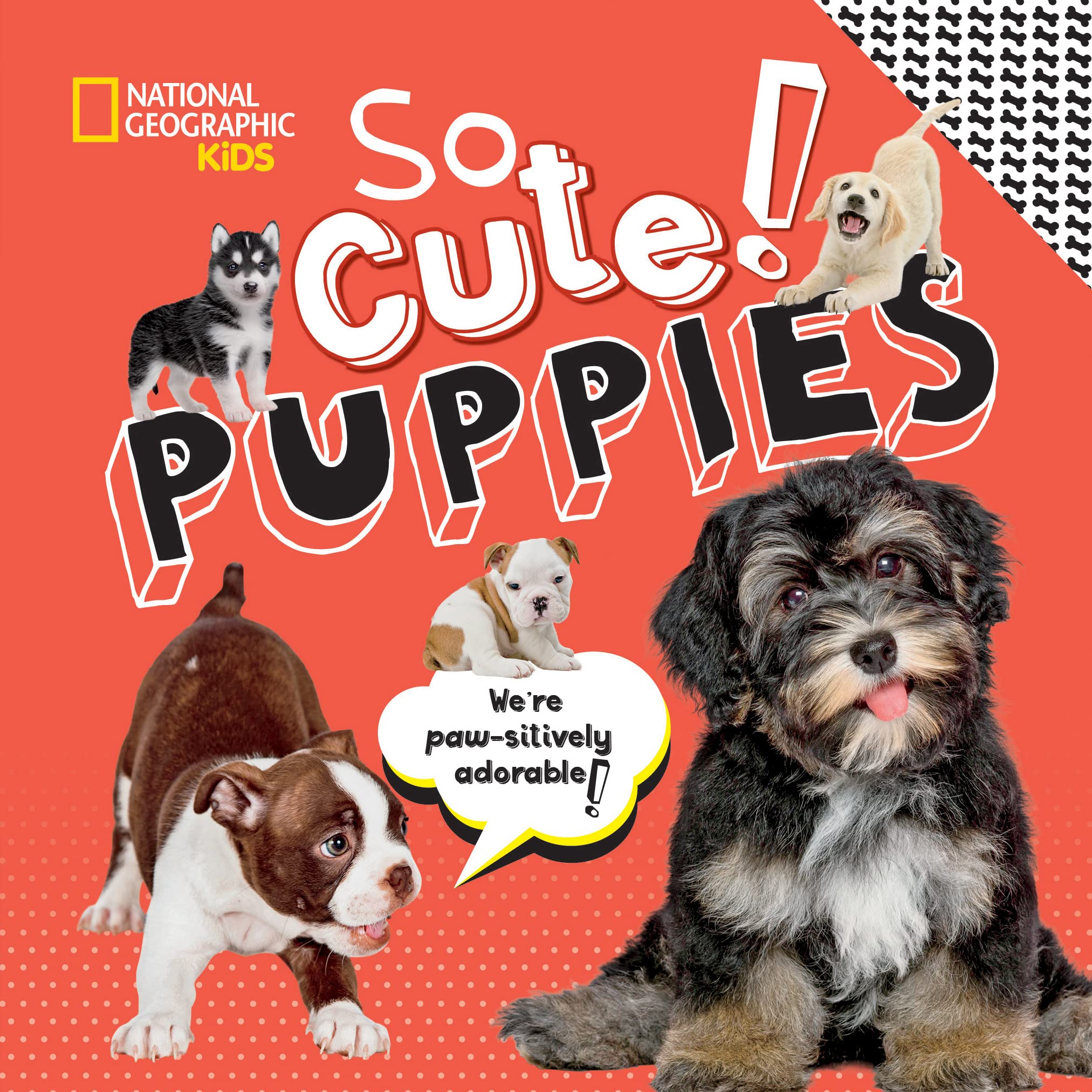 So Cute! Puppies (Cool/Cute)