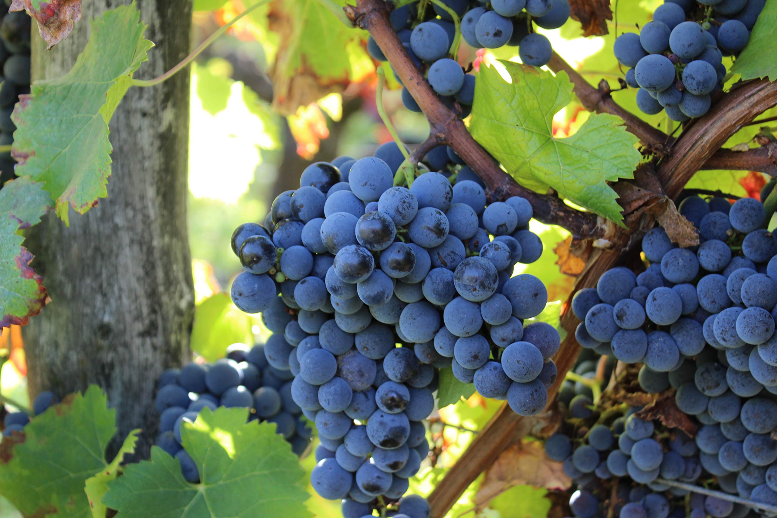 Pineau des Charentes Maison Beaumont – Rot