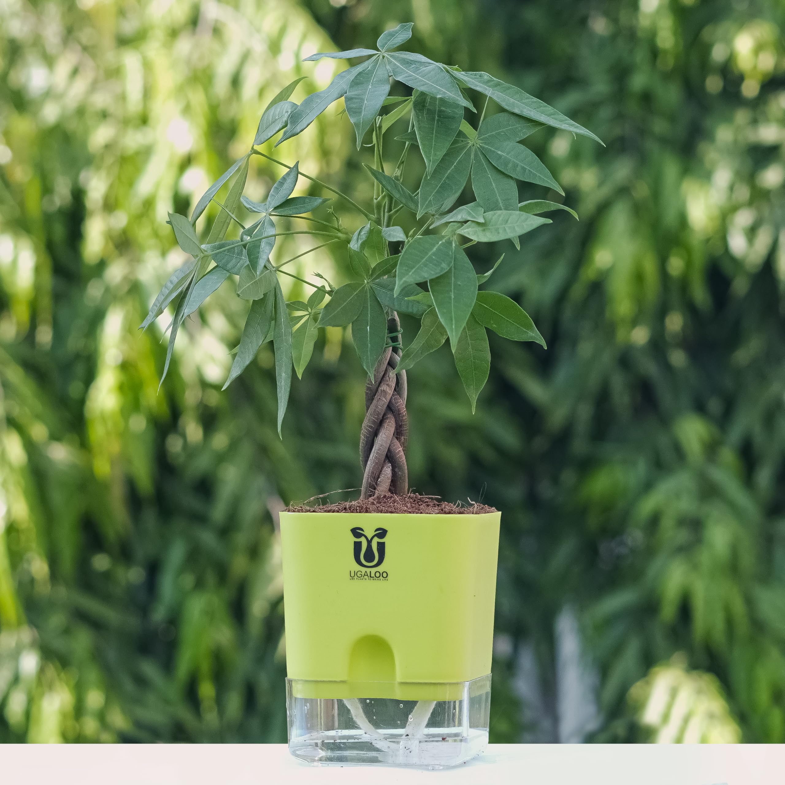 UGALOO Braided Pachira Aquatic (Money Tree Bonsai) Indoor Plants for Home & Office | Grafted Ornamental/Air Purifier Plants | with Self Watering Pot | Air purifier plants (Pachira 02)