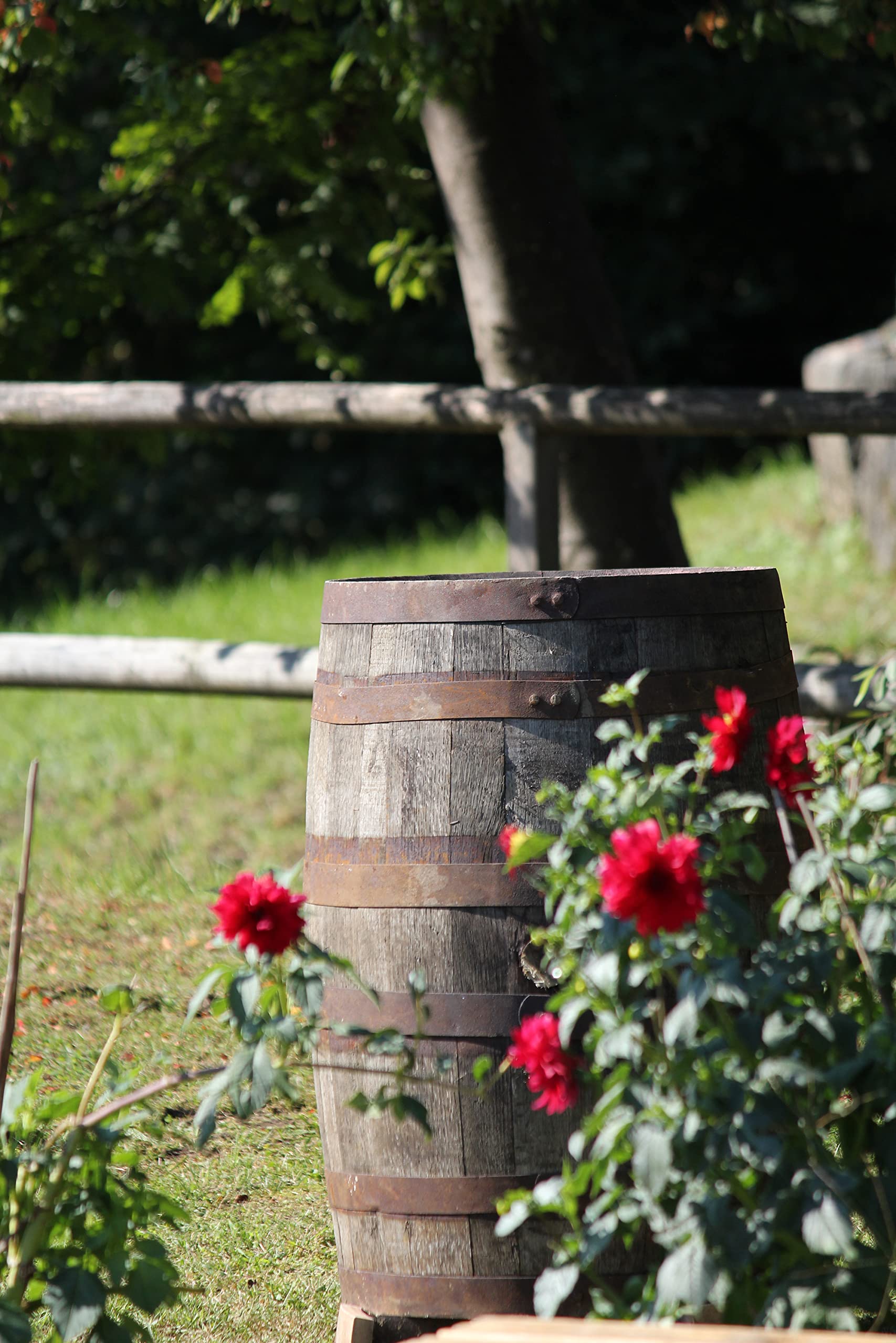 Temesso Originales schottisches Whiskyfass als Regentonne, Eichenfass, Holzfass, Whiskey Fass 190 Liter (190 L + Deckel)