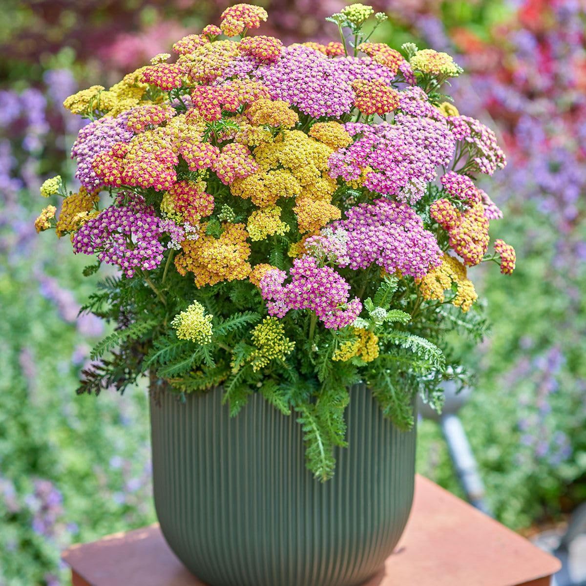 Achillea Milly Rock Dance with Me Perennial Plant 1 Litre