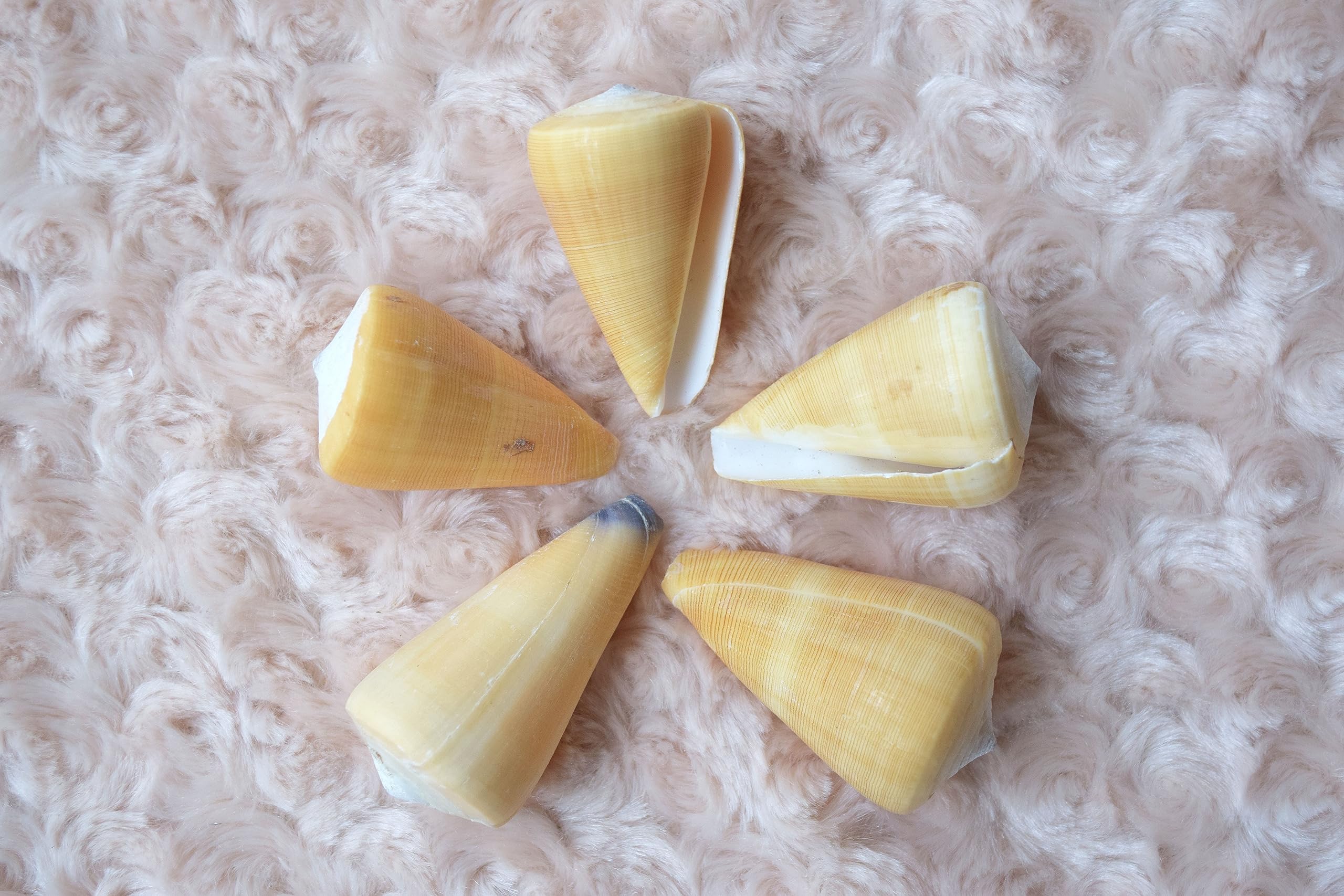 Cone Shells (5) Seashells Nautical decoration Beach Wedding Mermaid Conus daucus Spicers Conus Virgiconus Spiceri Conus Quercinus Oak Cone