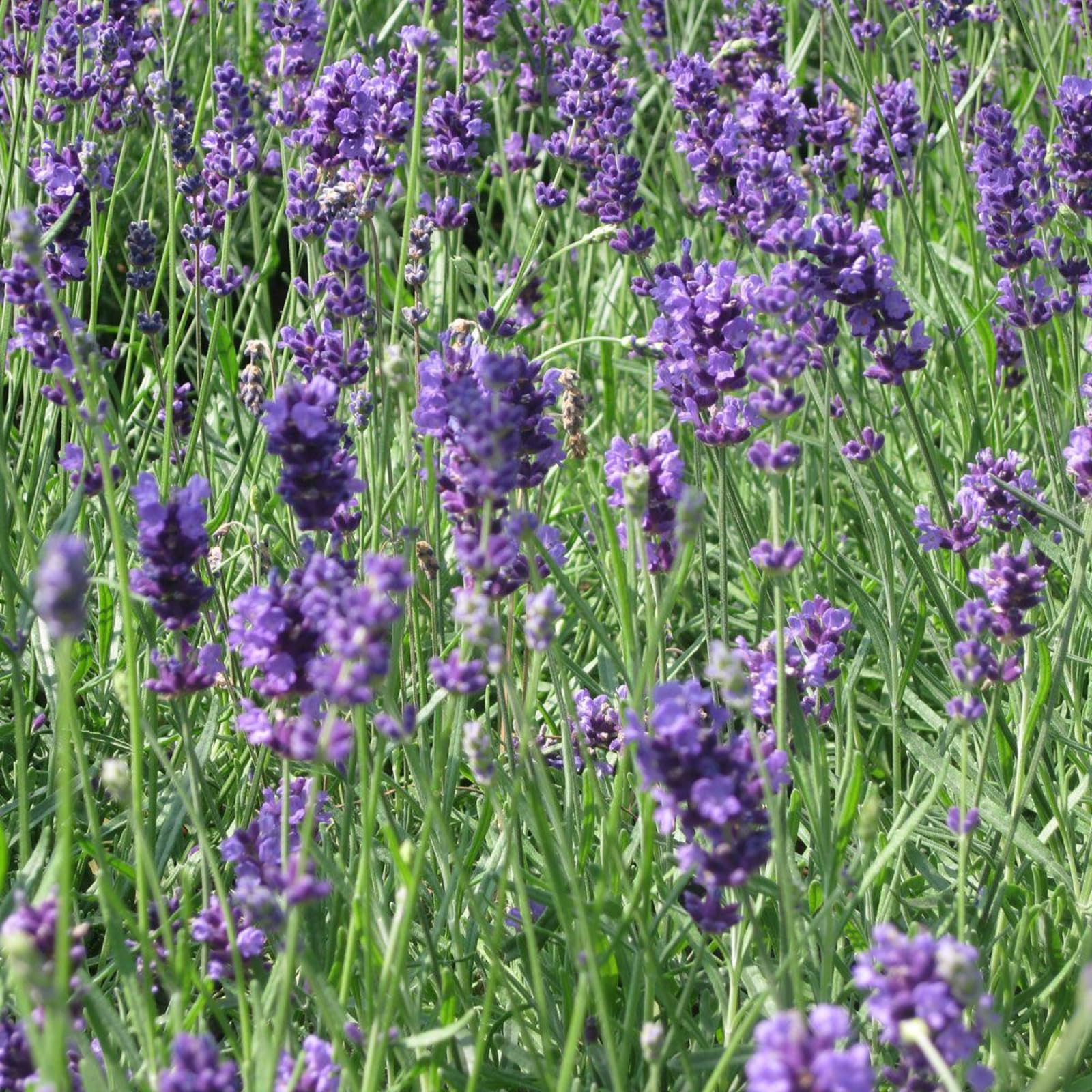 Carbeth Plants 3 x Lavender Munstead Herb Plant for Kitchen & Garden