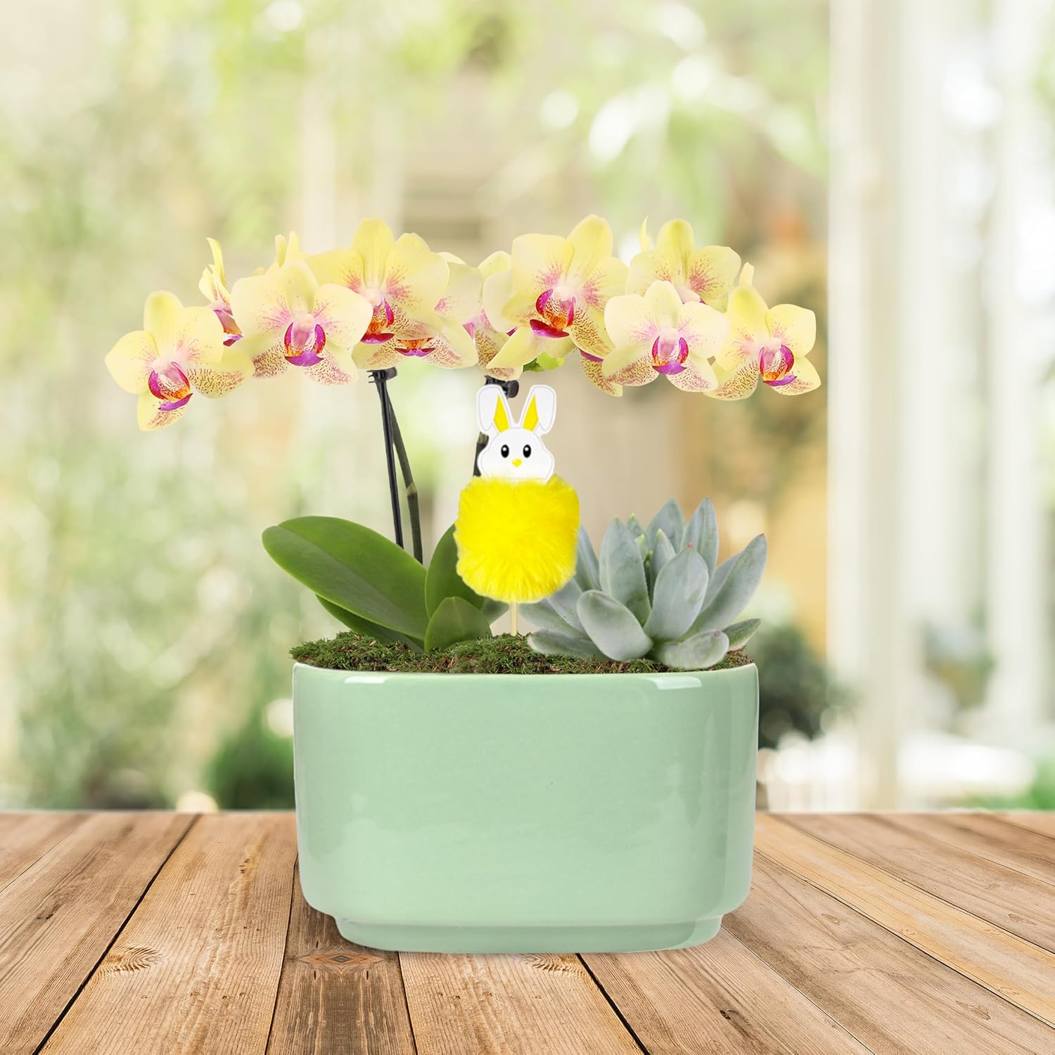 Green Circle Growers Yellow Orchid with Succulent in a 4" Jan-Sage Green Pot with Bunny Pick, Live Indoor Plants, House Plants