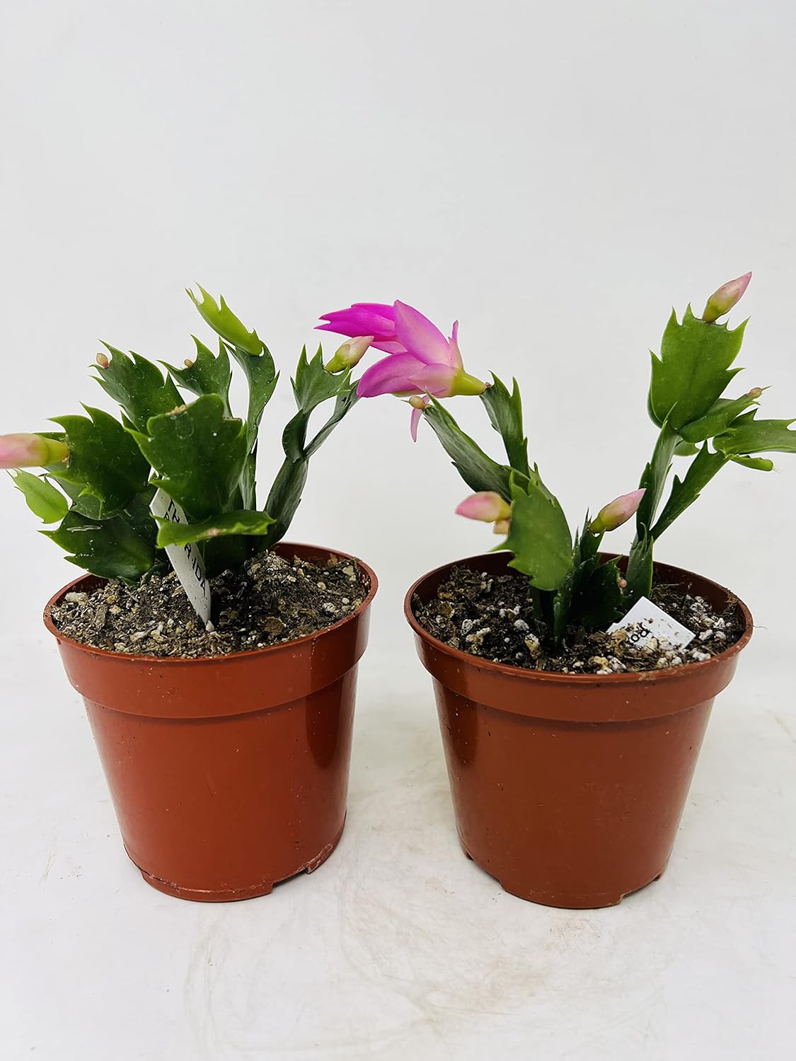 JM BAMBOO Two Christmas Cactus Bloom Pink 4'' Pot ''Zygocactus Plants''