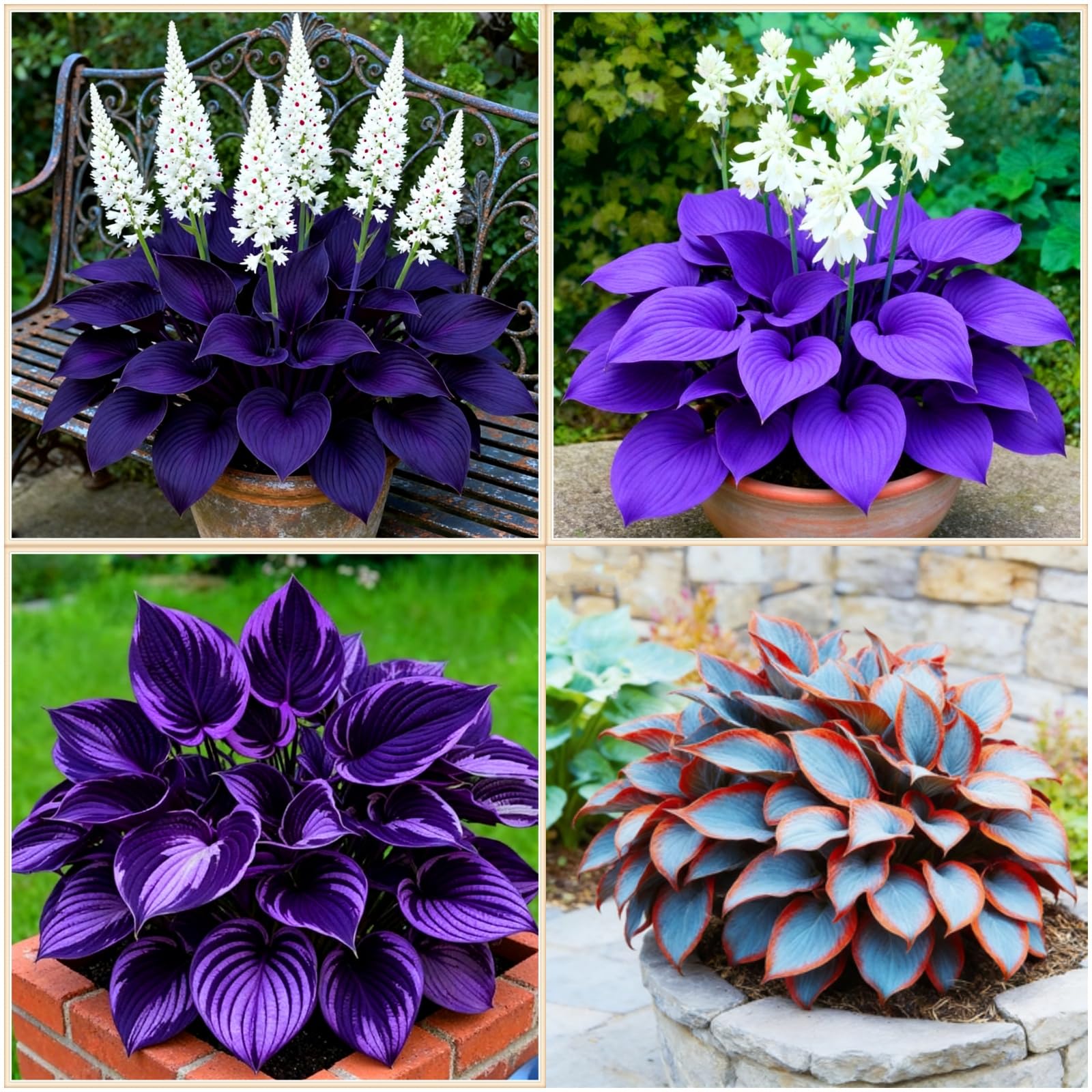 Hosta Naturel Charme Vert Ancien : plante vivace ombrage et feuillage rustique