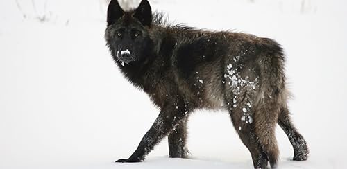 Black Wolf Sounds & Black Wolf Calls - Scary Sounds!