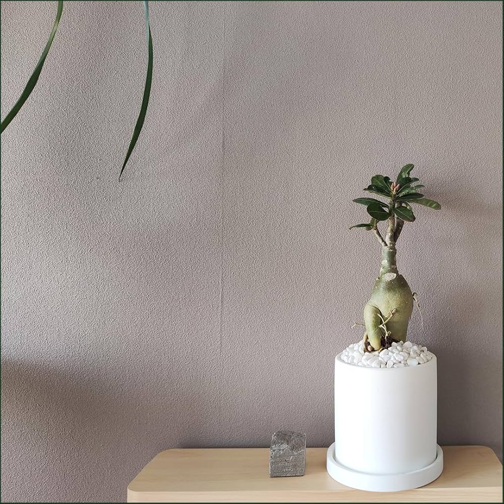 K*K様 アデニウム（Aラベル）　大株　塊根植物　砂漠のバラ　多肉植物 K*K様 アデニウム（Aラベル） 大株 塊根植物 砂漠のバラ 多肉