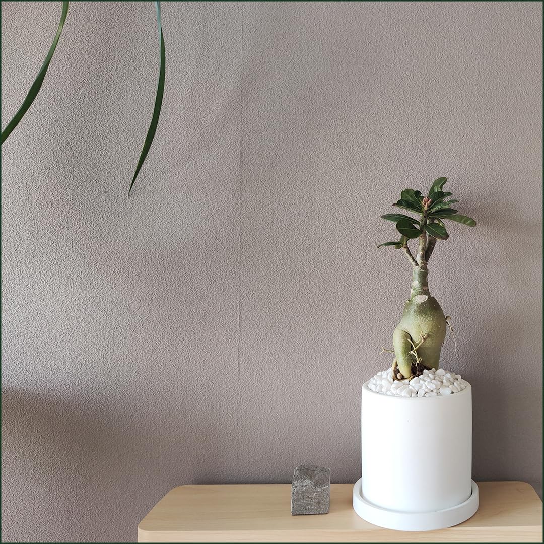 K*K様 アデニウム（Aラベル） 大株 塊根植物 砂漠のバラ