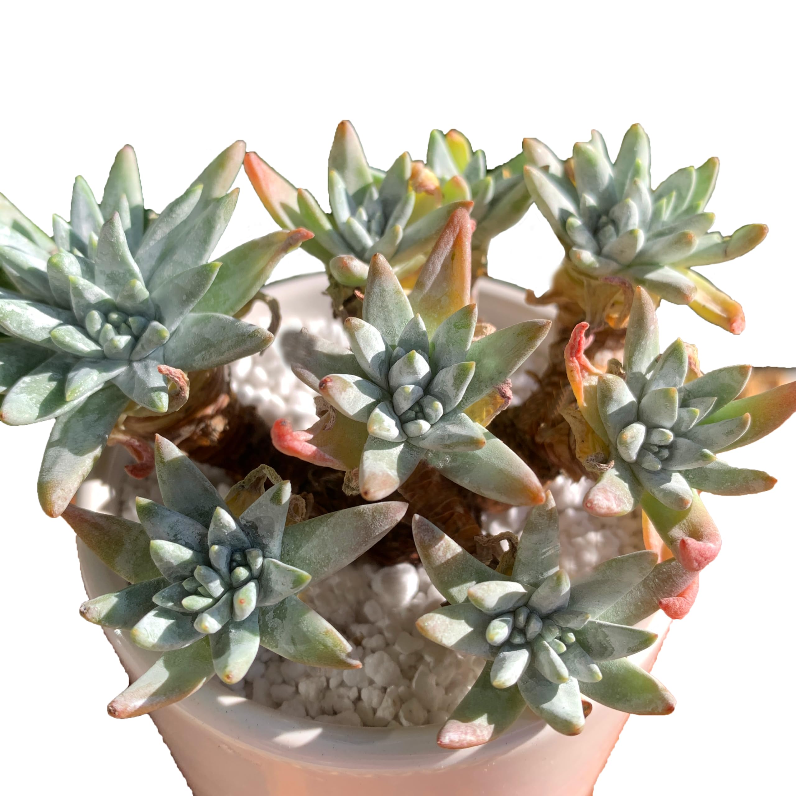 Dudleya Gnoma Rare Live Succulent