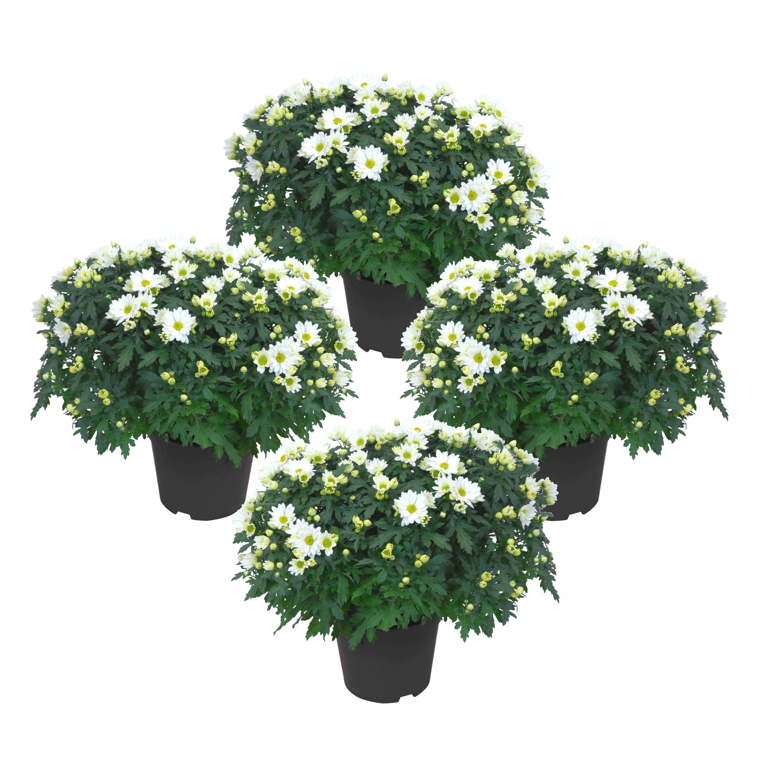 Margaritas de Color Blanco - Pack 4 Plantas - Chrysanthemum o Crisantemos