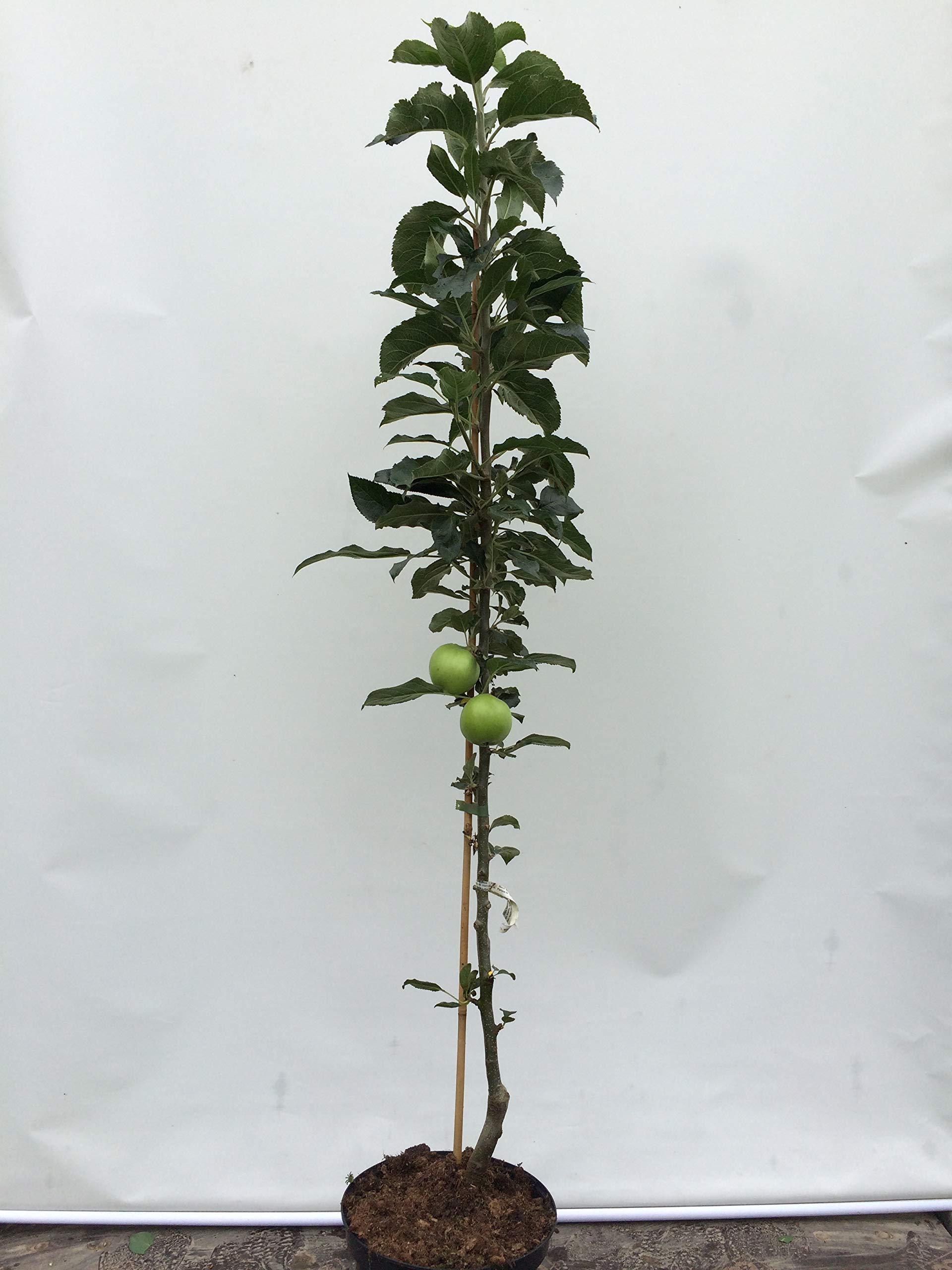 Säulenapfel Canada, Apfelbaum 3 jährig ca.100/120 cm. im Container. Säulen Spätsommer Äpfel