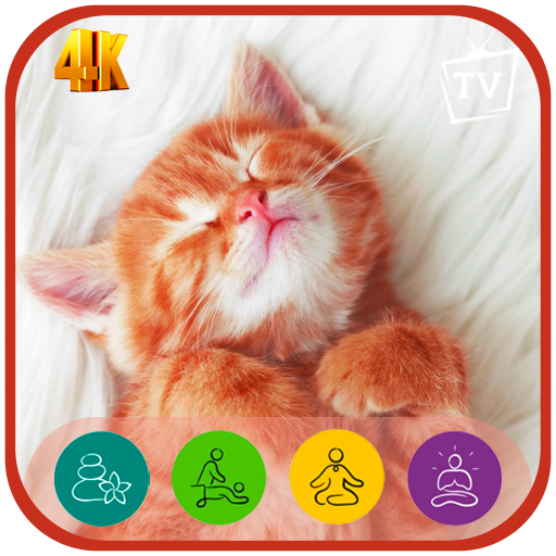 Purrfect Calm: Beruhigende Katzengeräusche zum Stressabbau und zur Meditation