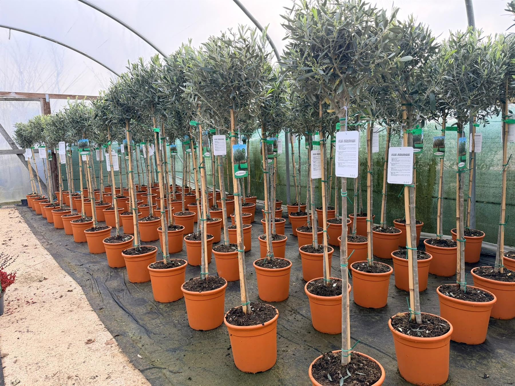 Direct Plants Olea Europaea Hardy Outdoor Garden Olive Tree 5-6ft Tall