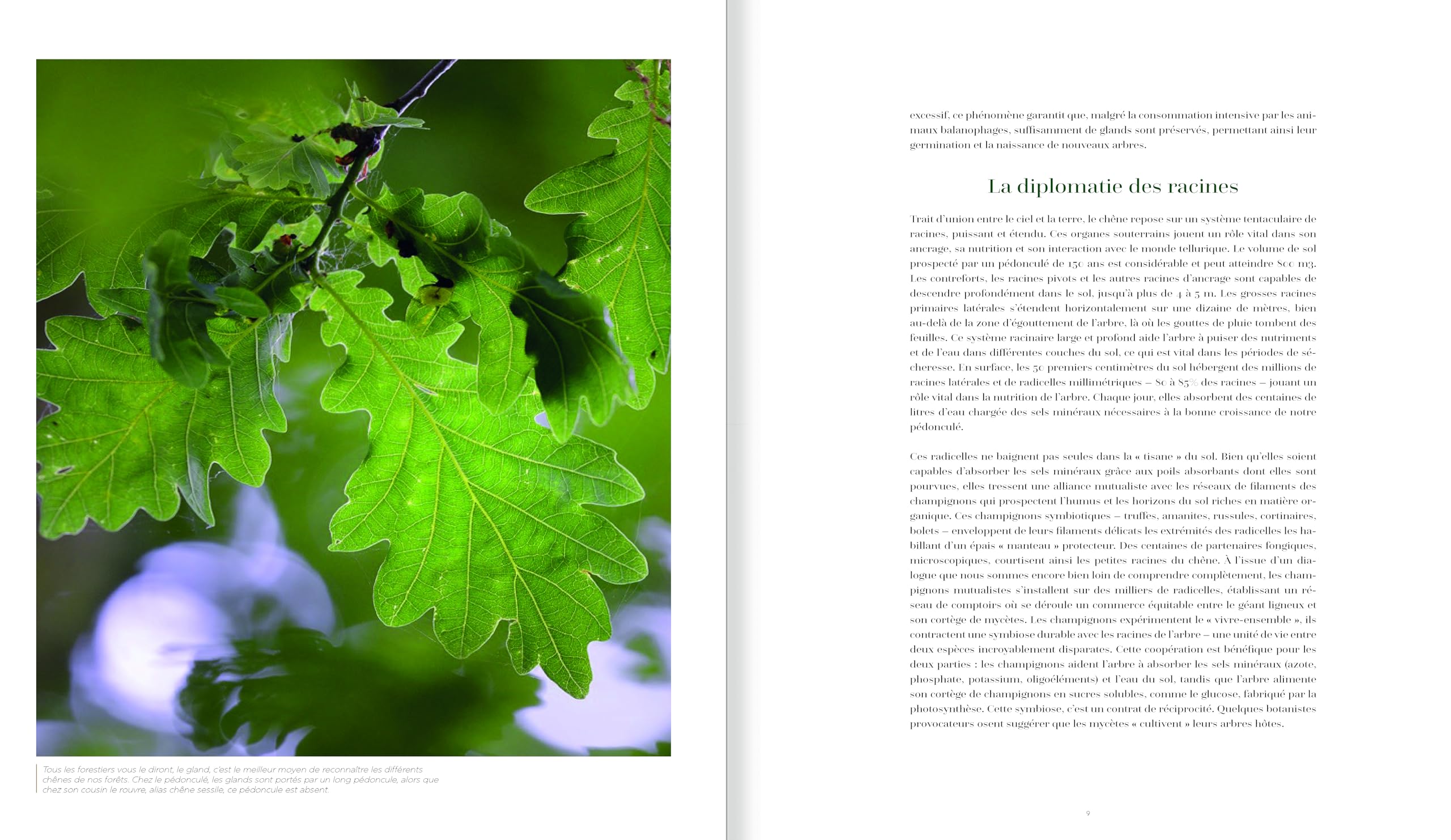 Arbres, secrets de géants