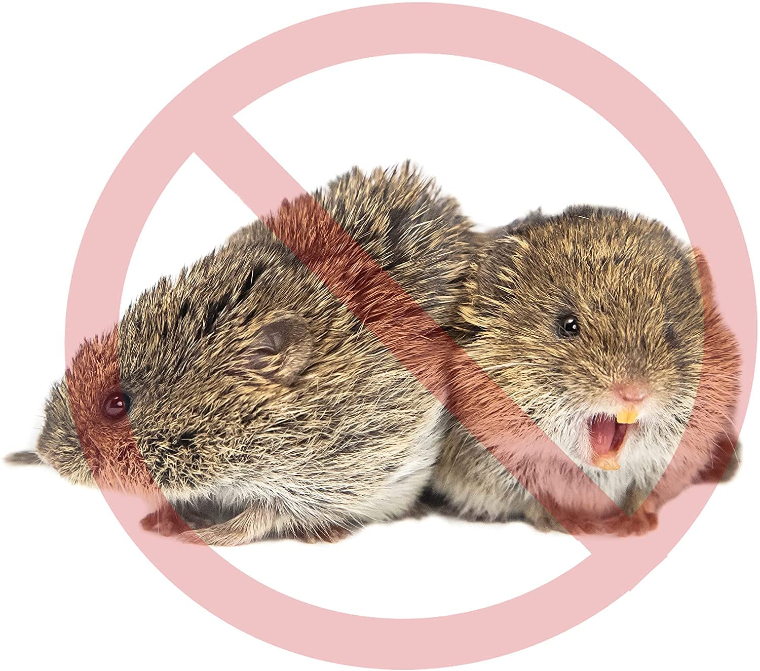 Pułapka na norniki z blachą na przynętę | pułapka na norniki | pułapka na norniki | pułapka na norniki | pułapka na norniki | pułapka na norniki | pułapka na karczniki