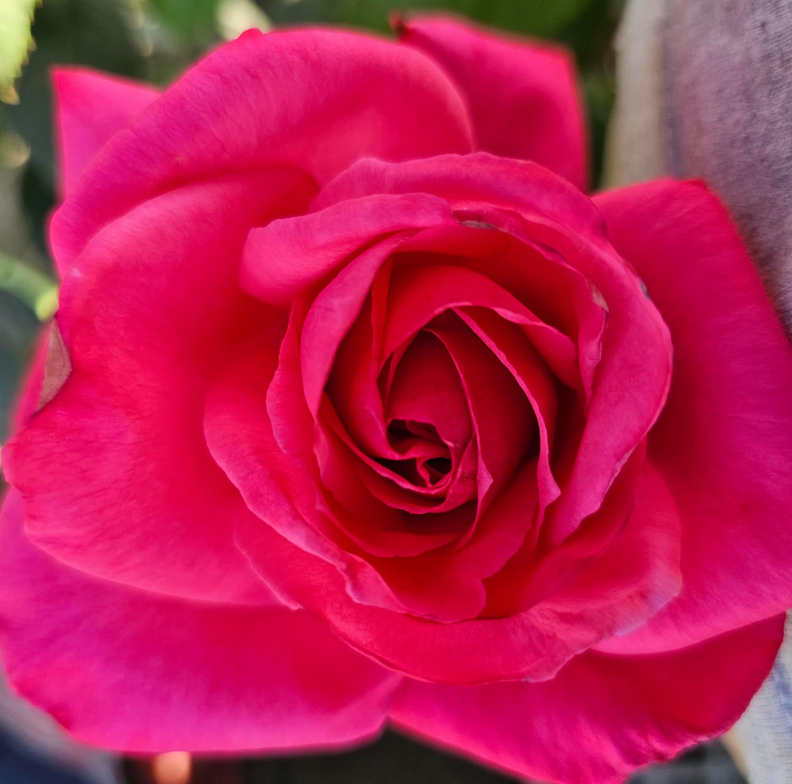 Amazon.com : True Bloom 'True Serenity' Pink Rose Bush, Live Roses ...