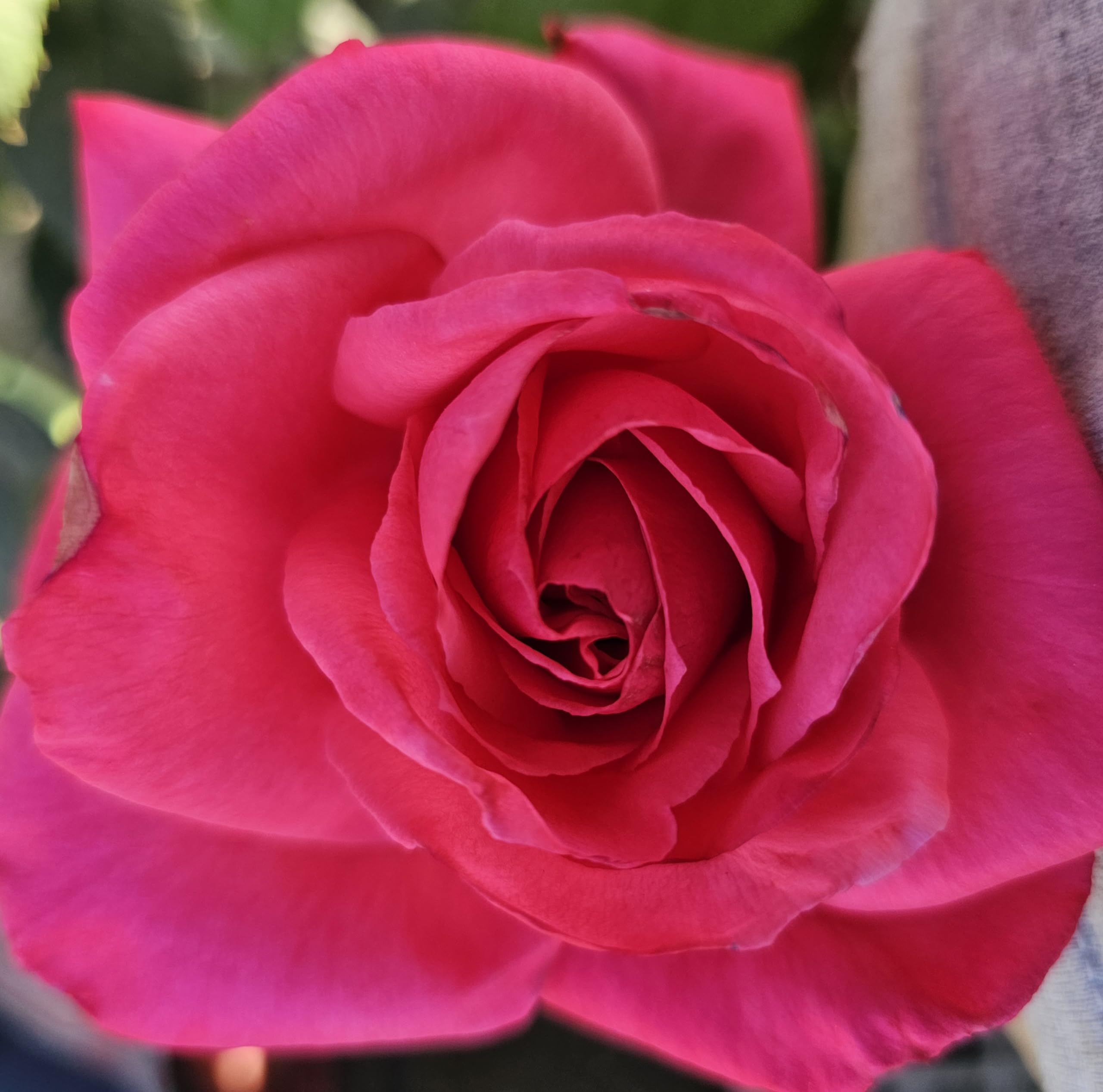 Electron Hot Pink Rose Bush, Rose Bushes Ready to Plant, 2 Quart Pot, Live Plants Outdoor, Plant Gifts, Roses, Rare Plants, Outdoor Plants Live (Hot Pink - Electron)