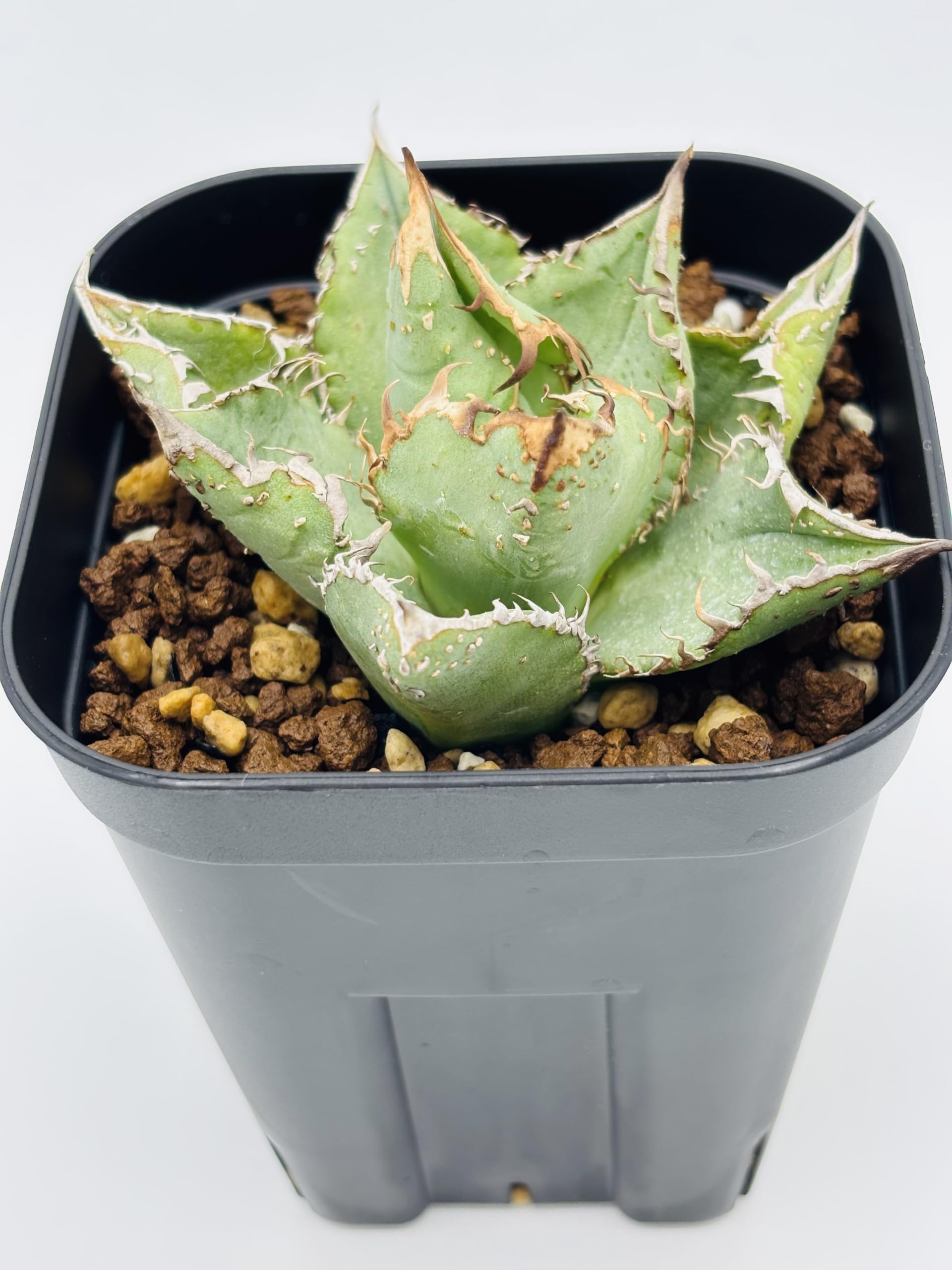 Amazon｜アガベ チタノタ 金蟾(キンセン)/Agave titanota 'Kinsen