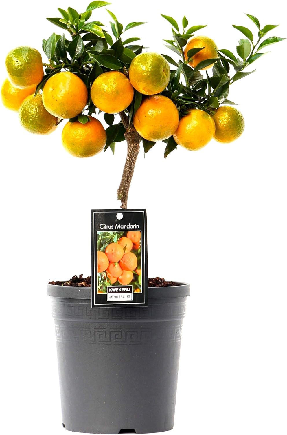 Mandarin Orange Tree Dwarf Fruit Trees Indoor Plant houseplant