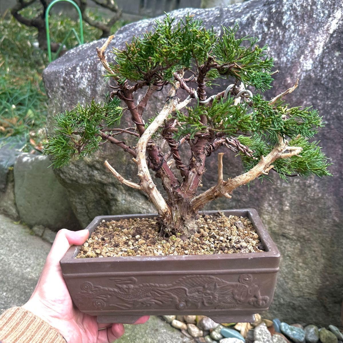 盆栽 『真柏』 和風 おしゃれ インテリア 観葉植物 園芸 オブジェ b082