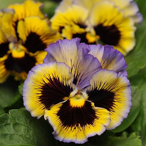 Outsidepride Pansy Frizzle Sizzle - Planta interior de interior o jardín al aire libre para camas, macetas y recipientes, 50 semillas
