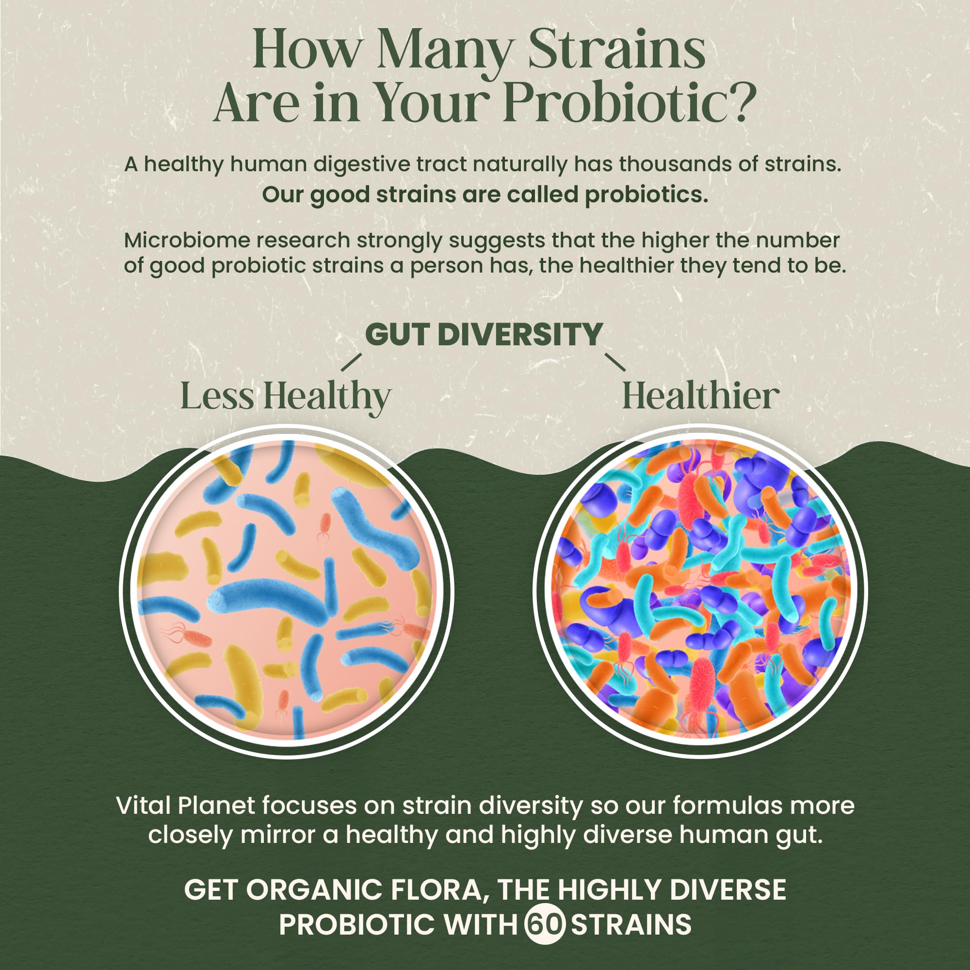 Vital Planet - Organic Flora Probiotics for Gut Health Balance, Shelf Stable Probiotic 30 Billion CFU, 60 Diverse Strains, Prebiotic Organic Mushroom Blend for Immune and Digestive Support 30 Capsules — Amazon image 4