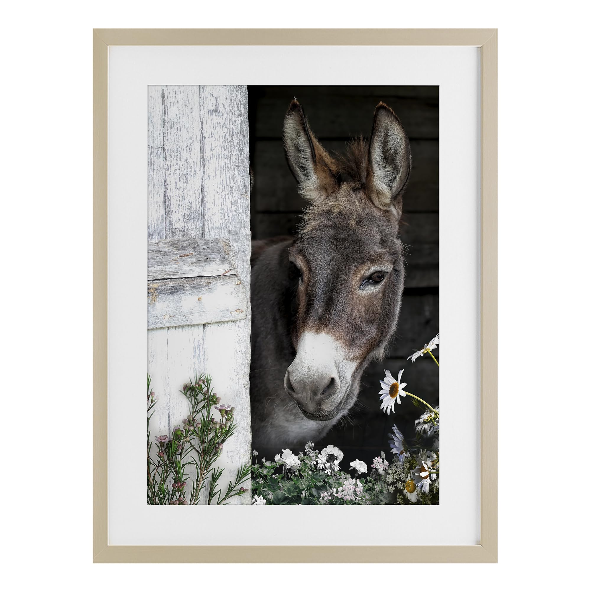 Stupell Industries Harvest Pine (Textured) Gentle Donkey Barn Peering, 14 X 20 Inch Framed Print Under Glass