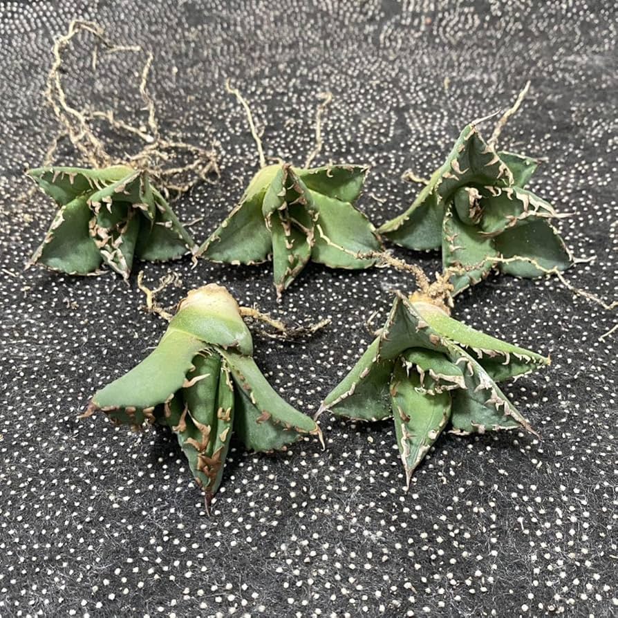 アガベ チタノタ 狂刺夕映(子株5株付き) アガベ チタノタ ソーラーエクリプス 