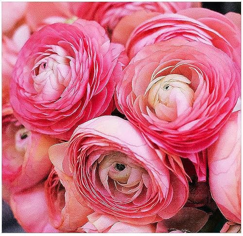 Rosa Francés Peonía Ranunculus12tamaño más grande bulbos