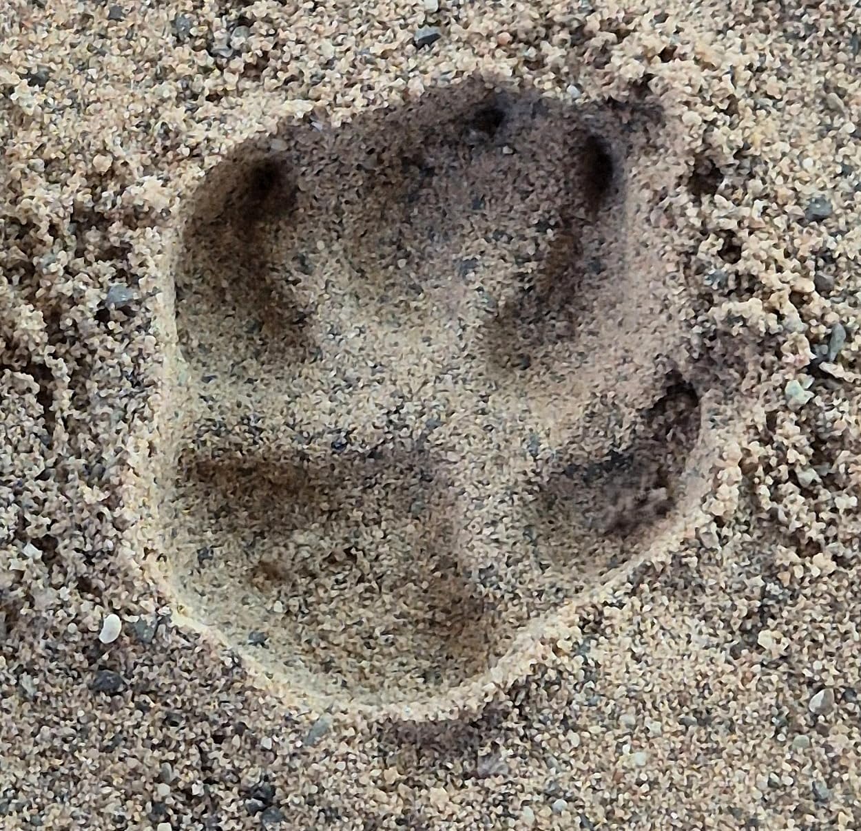 Fährtenstempel Hund – Lehr- und Demonstrationsmodell zur Vermittlung von Trittsiegeln und Fährtenmerkmalen
