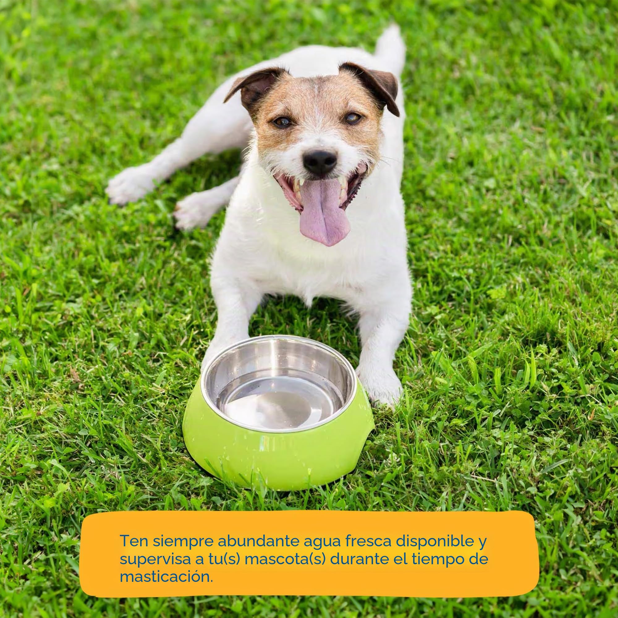 123 Treats - Orejas de Cerdo Enteras para Perros masticables - Orejas de Cerdo 100% Naturales golosinas para Perros (30 Unidades)