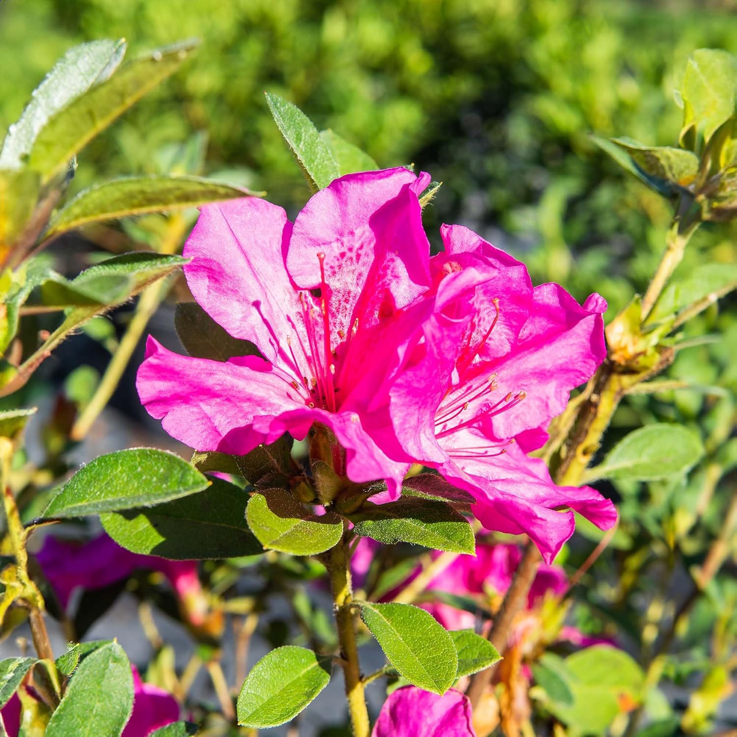 Perfect Plants Formosa Lavender Azalea 1 Gallon | Live Shrub for Landscaping | Early Spring Blooms