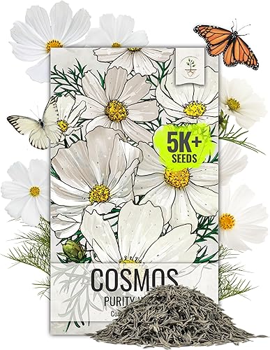 Seed Needs Cosmos Seeds White Purity Variedad de semillas florecientes  Más de 5,000 semillas de reliquia Cosmo Bipinnatus Flores silvestres