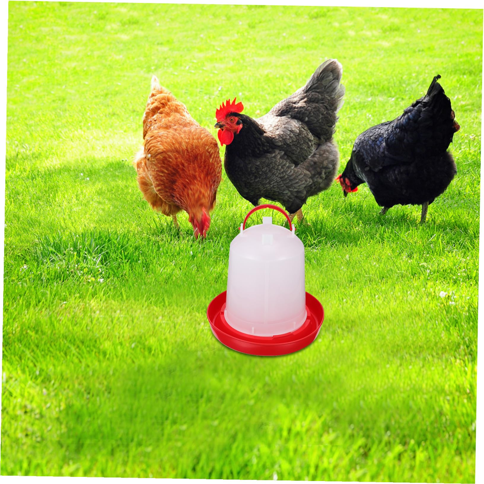 Abbeveratoio Automatico per Galline in Pp, Secchio Robusto